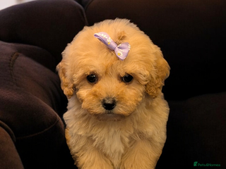 Shihpoo dogs Stunning Toy Shihpoos puppies - Advert 3