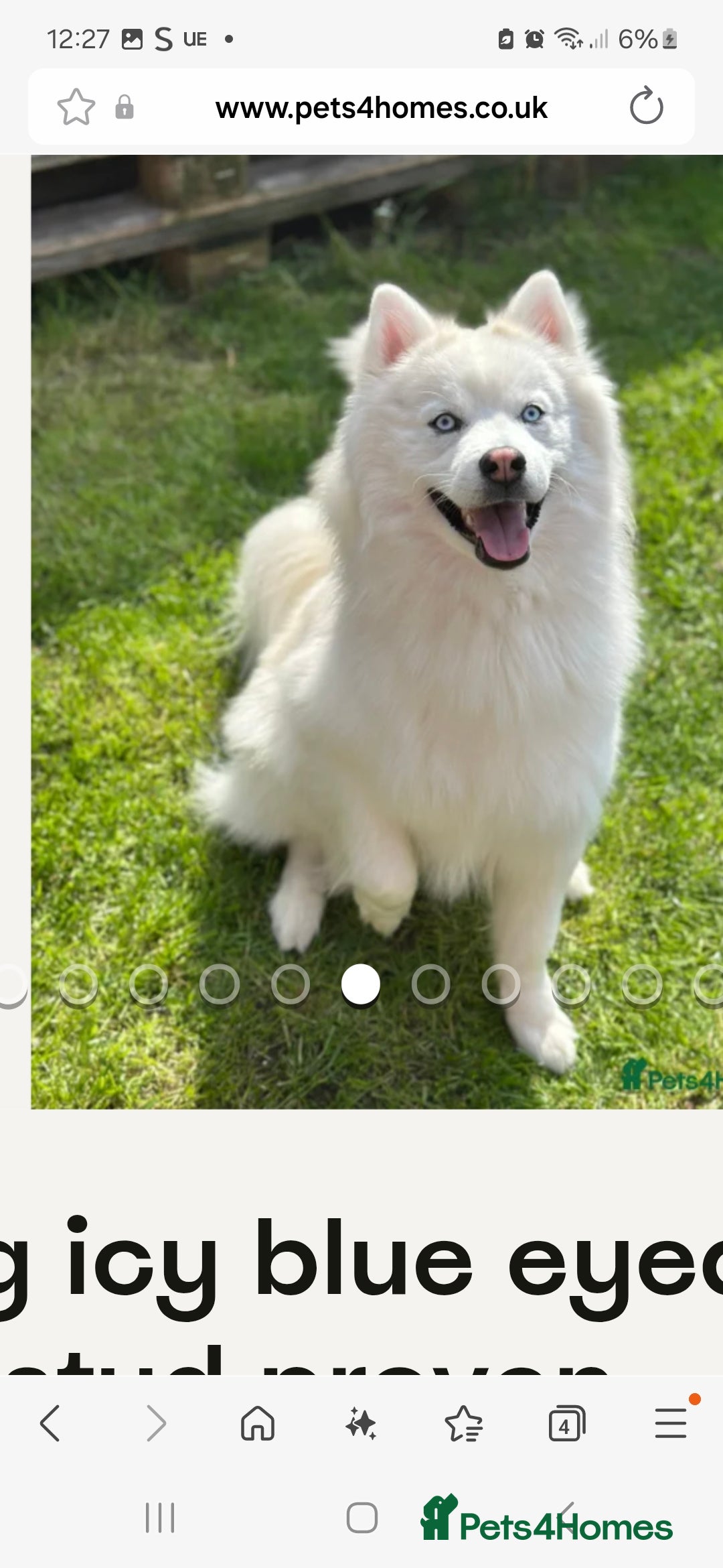 Pomsky dogs for sale: The perfect Blue eyed pomskys  - Advert 19