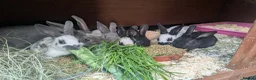 English rabbits for sale: Yurvac vaccinated purebred baby English rabbits! - Advert 2