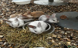Mixed Breed rabbits for sale: Mixed bunnies - Image 5