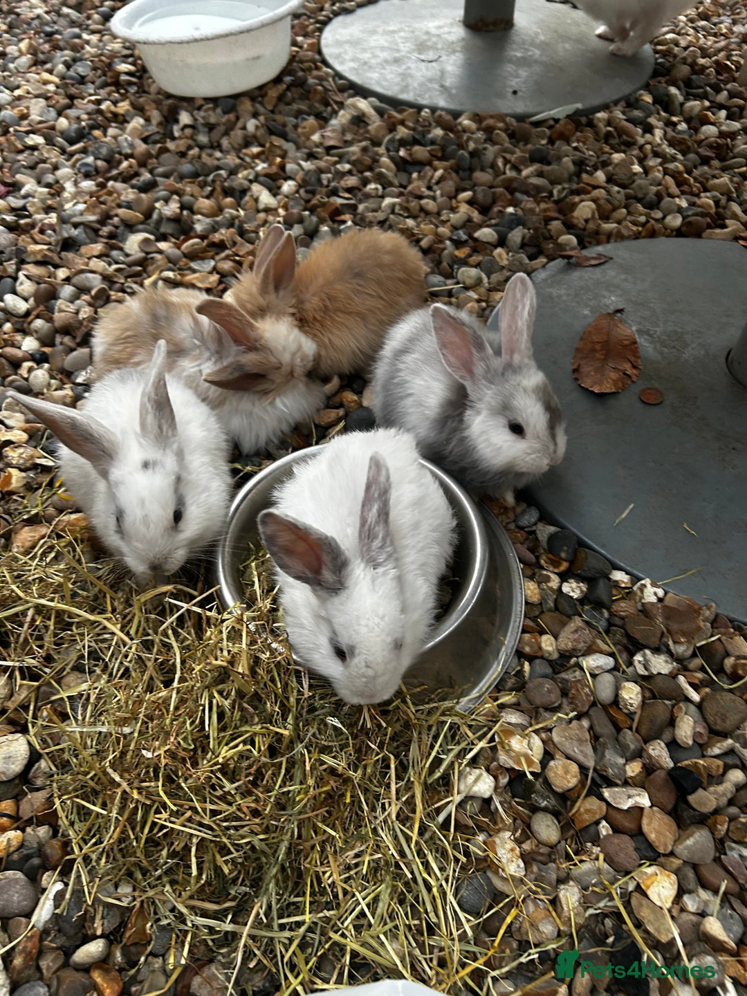 Mixed Breed rabbits for sale: Mixed bunnies - Image 5