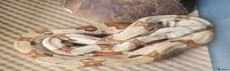 Boa Snake reptiles for sale: Choice of 2024/25 VPI Boa morphs, male and female. - Advert 2