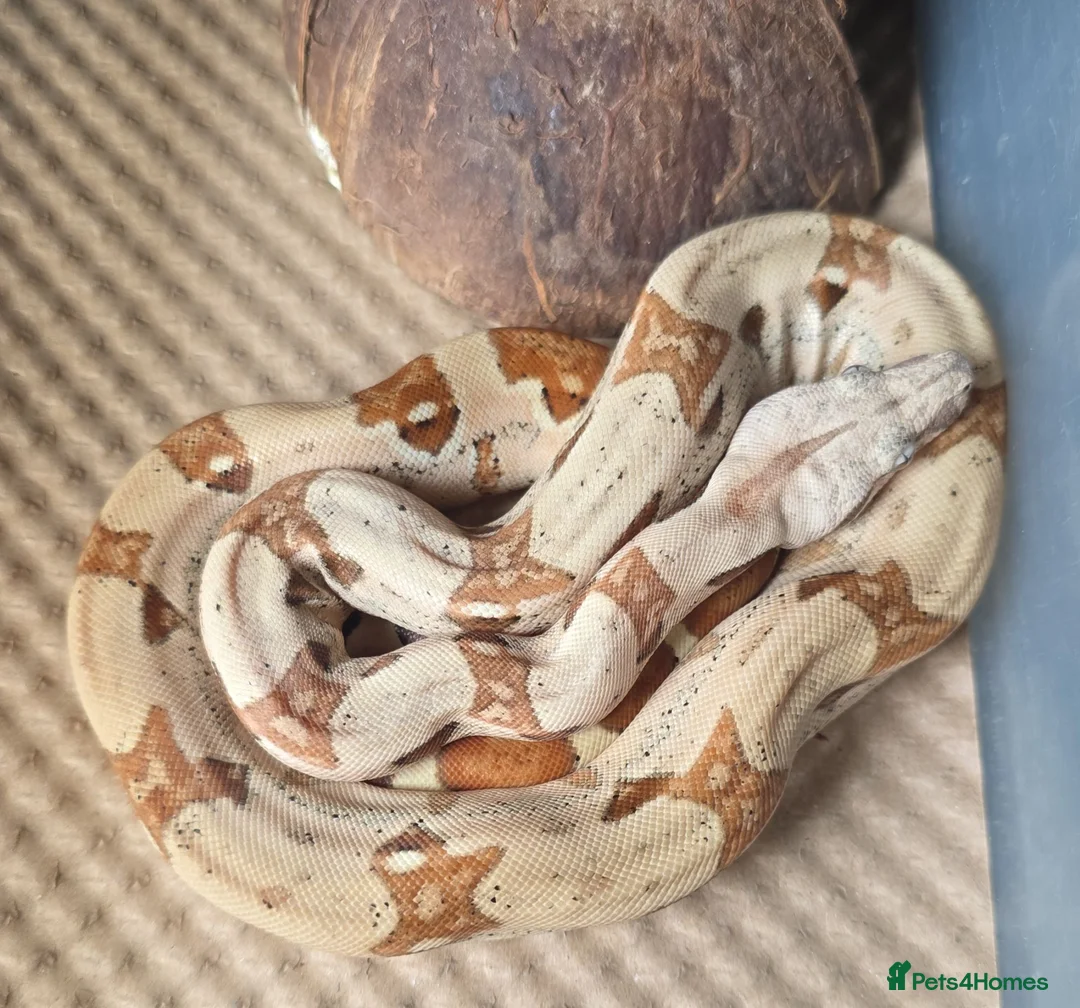 Boa Snake reptiles for sale: Choice of 2024/25 VPI Boa morphs, male and female. - Advert 2