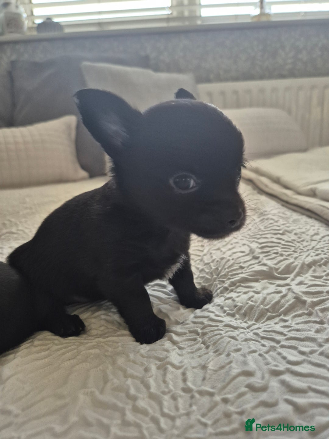 Chihuahua dogs for sale: 4 pure breed chihuahua, 2 merle  2 twins - Advert 23