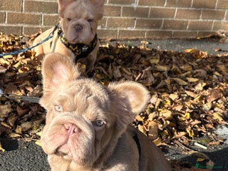 French Bulldog dogs - Advert 2