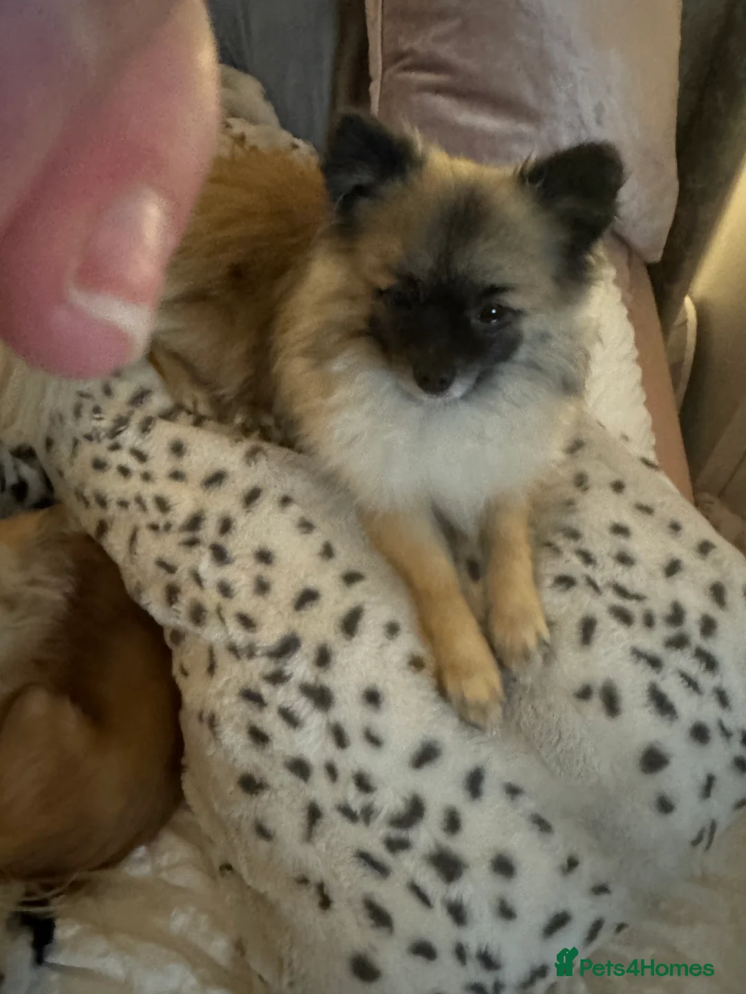 Pomeranian dogs for stud: 2kg, KC Registered, Proven, Pomeranian  in Cardiff - Advert 8