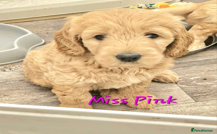 Goldendoodle dogs - Advert 1
