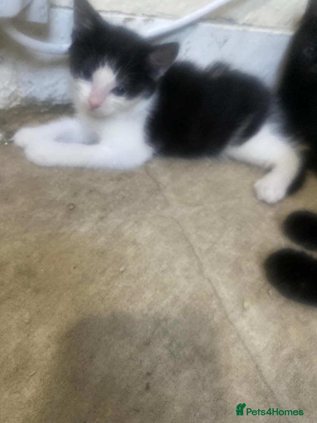 Mixed Breed cats for sale: Black&white kittens with black kittens in London - Advert 2