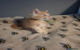 Maine Coon cats for sale: Gorgeous maine coon kittens - Image 4