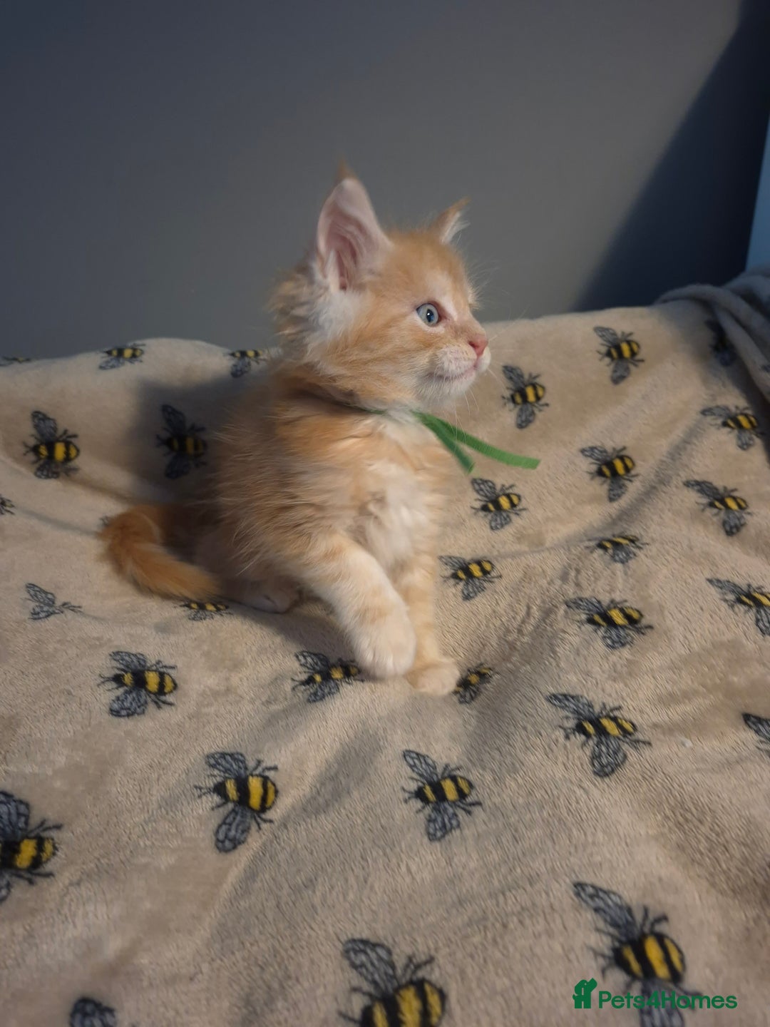 Maine Coon cats for sale: Gorgeous maine coon kittens - Image 4