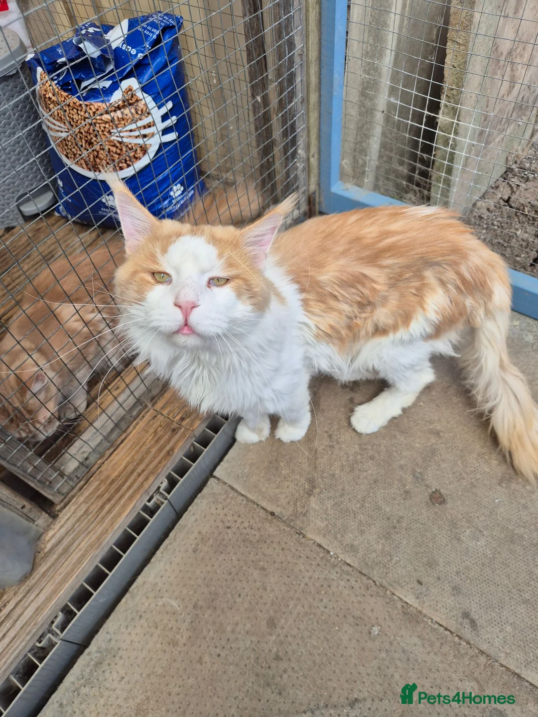 Maine Coon cats for stud: For stud - Advert 6