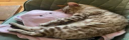 Bengal cats for sale: Bengal cross - Advert 2