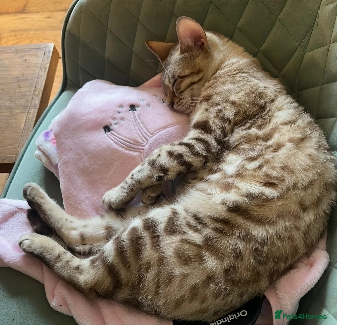 Bengal cats for sale: Bengal cross - Advert 2