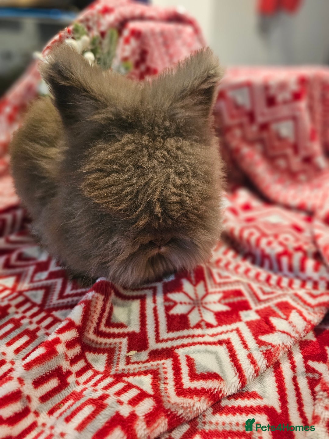 Angora rabbits for sale: Angora X - Advert 13