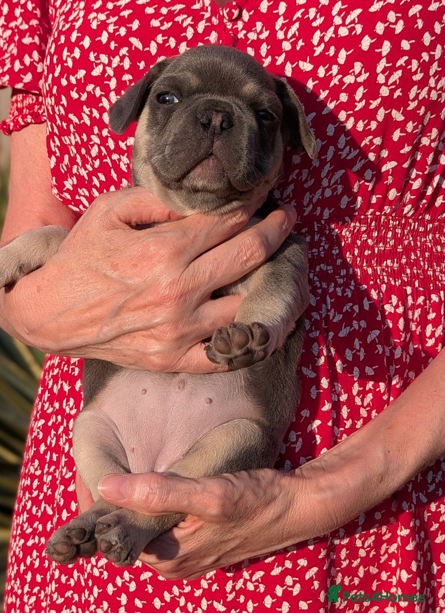 French Bulldog dogs French bulldog puppies  - Advert 2