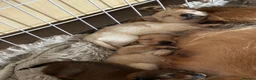 Jackapoo dogs for sale: 1 beautiful boy  in Warrington - Advert 2
