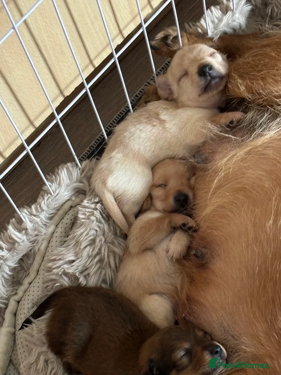 Jackapoo dogs for sale: 1 beautiful boy  in Warrington - Advert 2