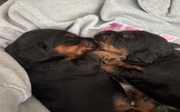 Sprocker dogs for sale: Beautiful Sprocker puppies  - Image 8