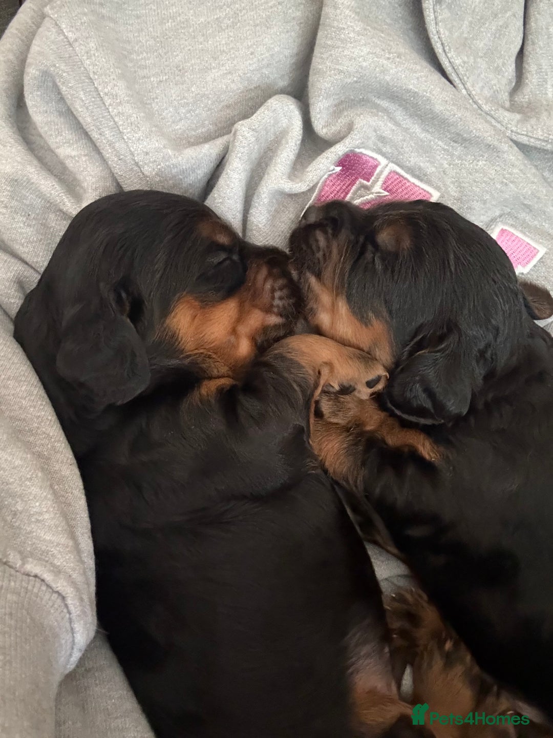 Sprocker dogs for sale: Beautiful Sprocker puppies  - Image 8