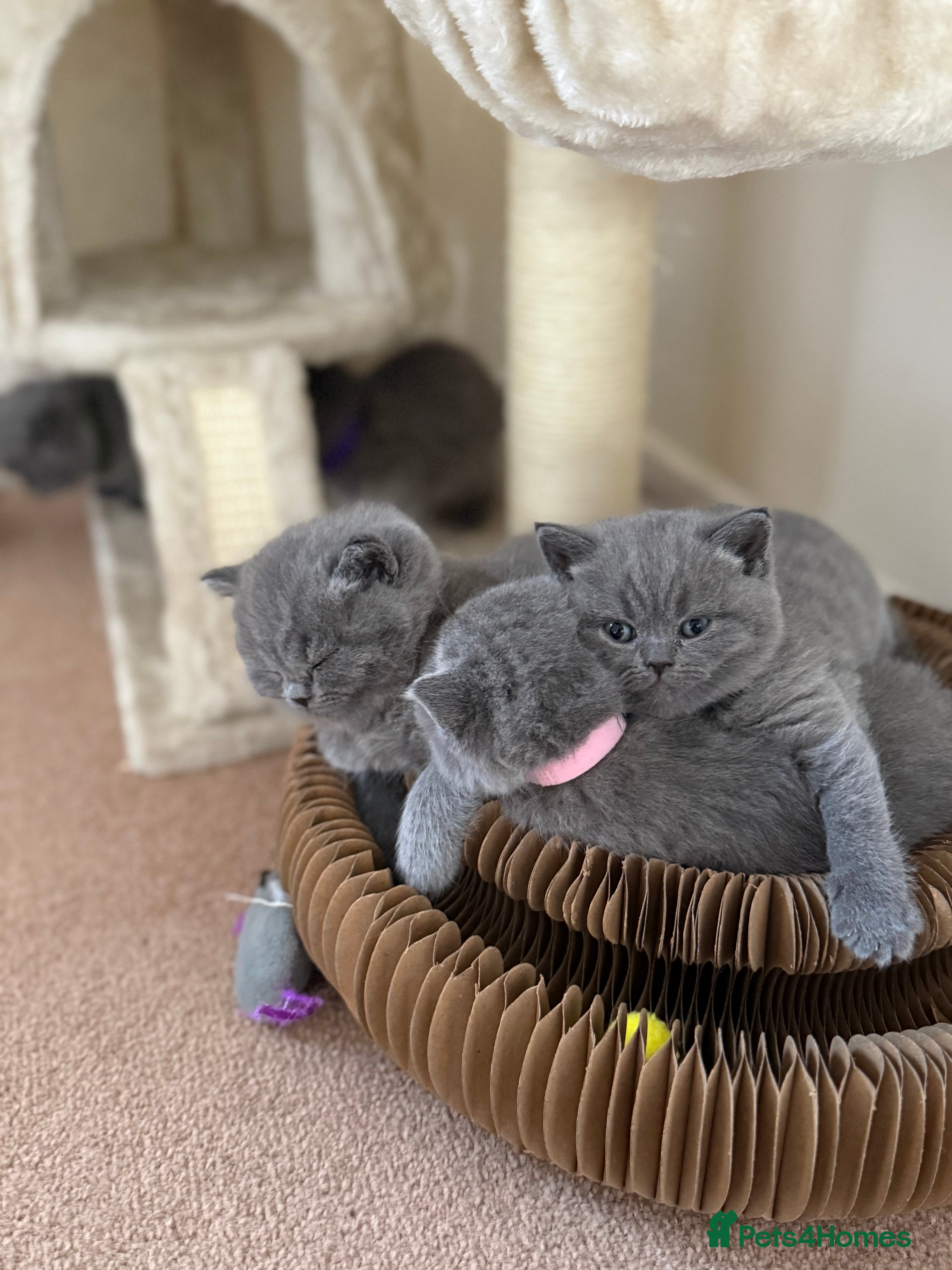 British Shorthair cats 🐾 British Shorthair Kittens – Carefully Raised - Advert 6