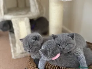 British Shorthair cats 🐾 British Shorthair Kittens – Carefully Raised - Advert 5