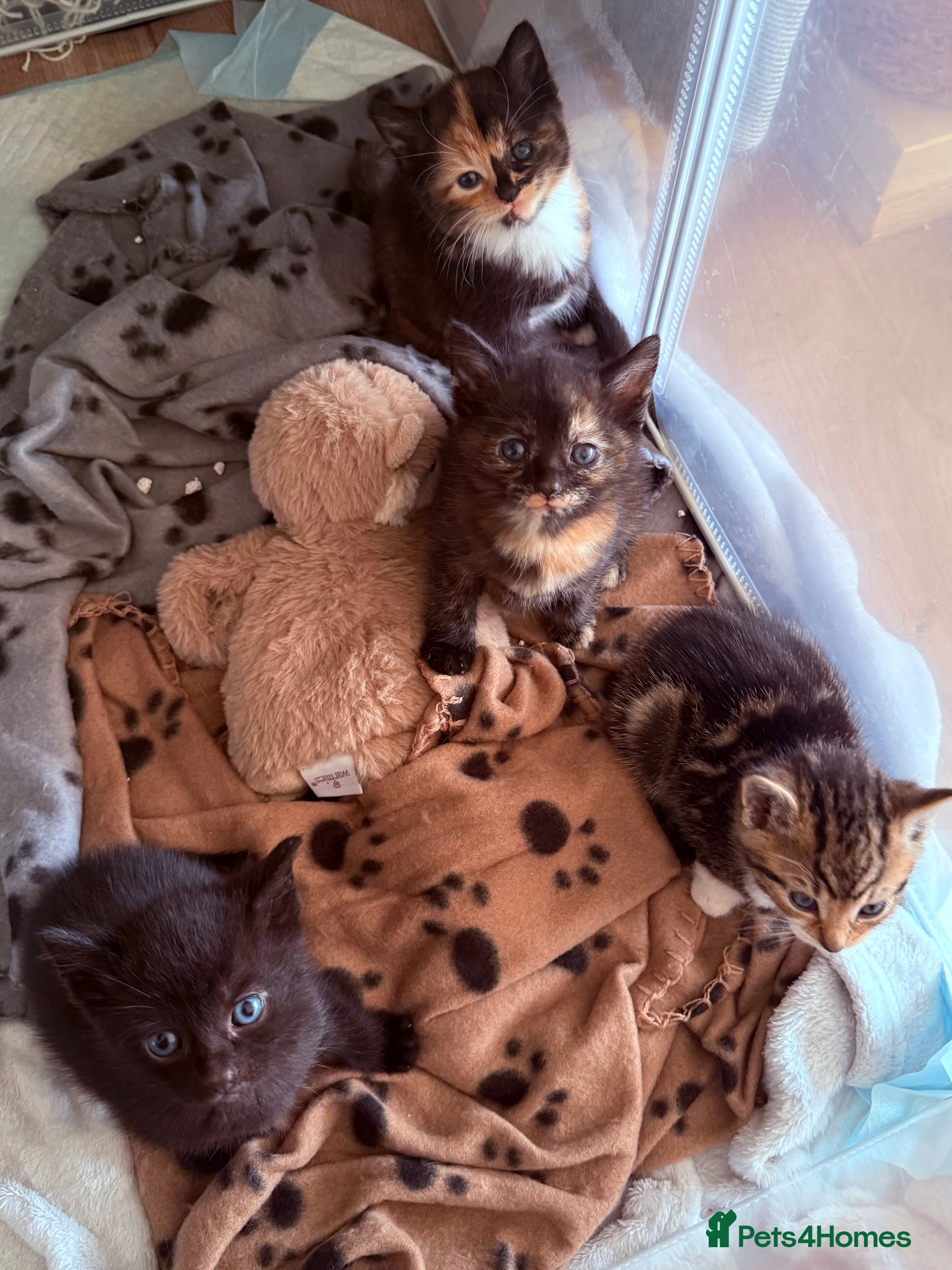 Domestic Shorthair cats Beautiful kittens - tabby and ginger mix - Advert 4