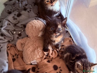 Domestic Shorthair cats Beautiful kittens - tabby and ginger mix - Advert 1