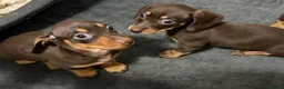 Miniature Dachshund dogs for sale: Stunning Miniature Dachshund Babies 💙🩷🩷🩷 - Advert 20