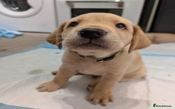 Labrador Retriever dogs for sale: Gorgeous Labrador puppies - Image 17