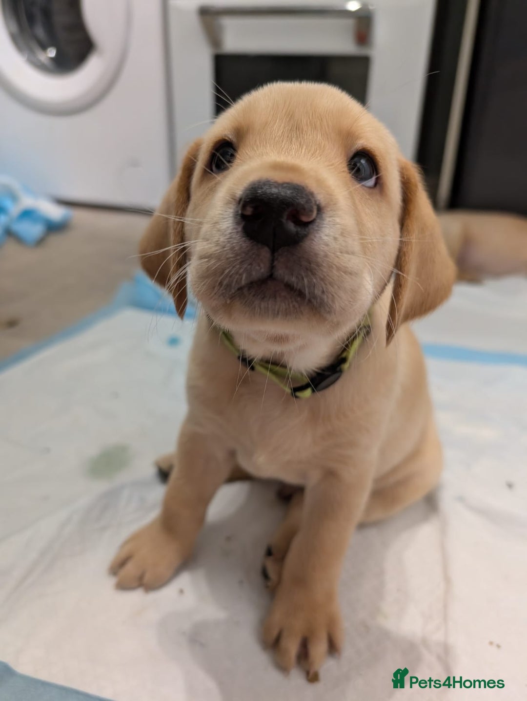 Labrador Retriever dogs for sale: Gorgeous Labrador puppies - Image 17