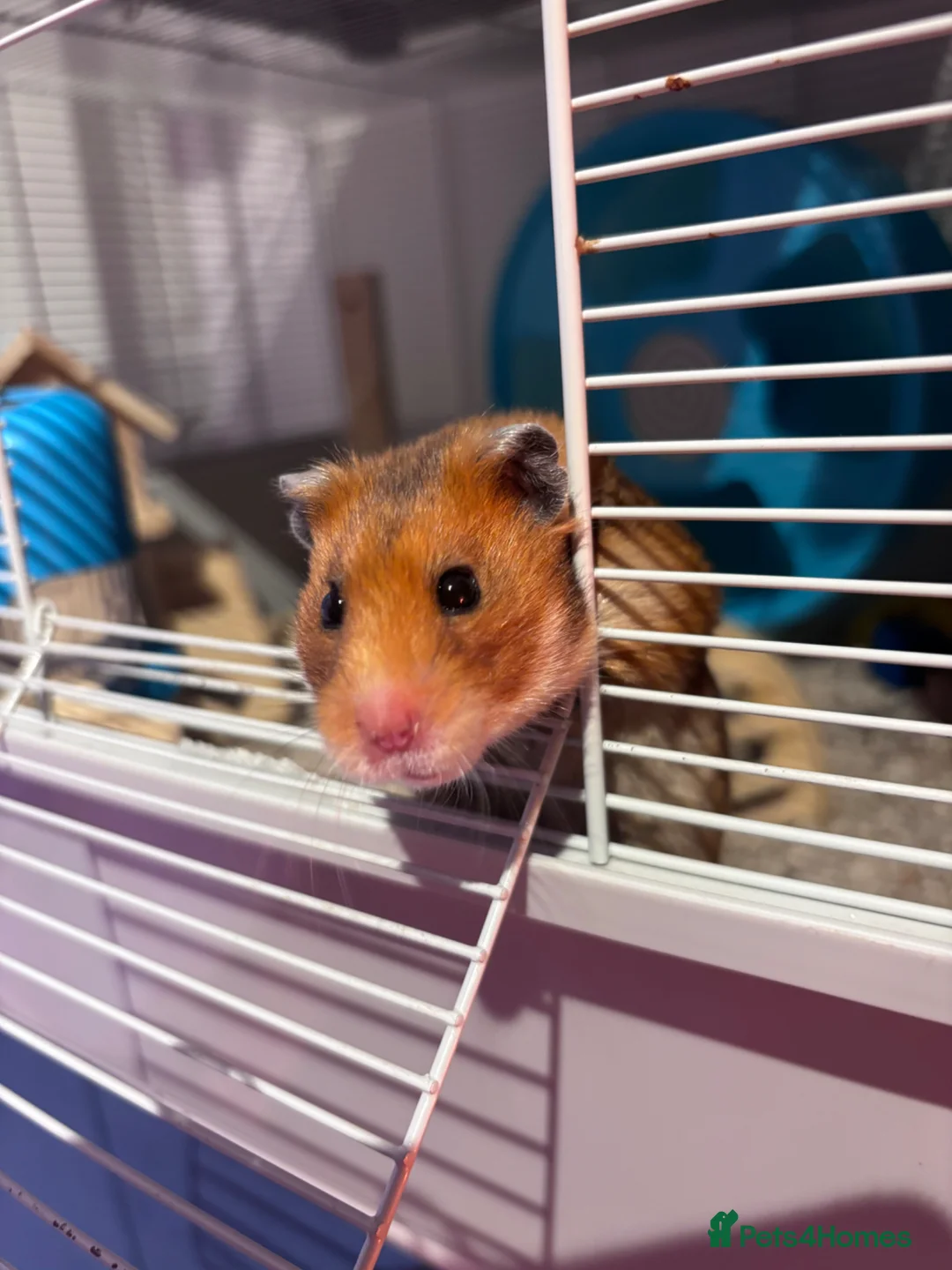 Hamster rodents for sale: Lovely friendly female Syrian hamster  - Advert 1
