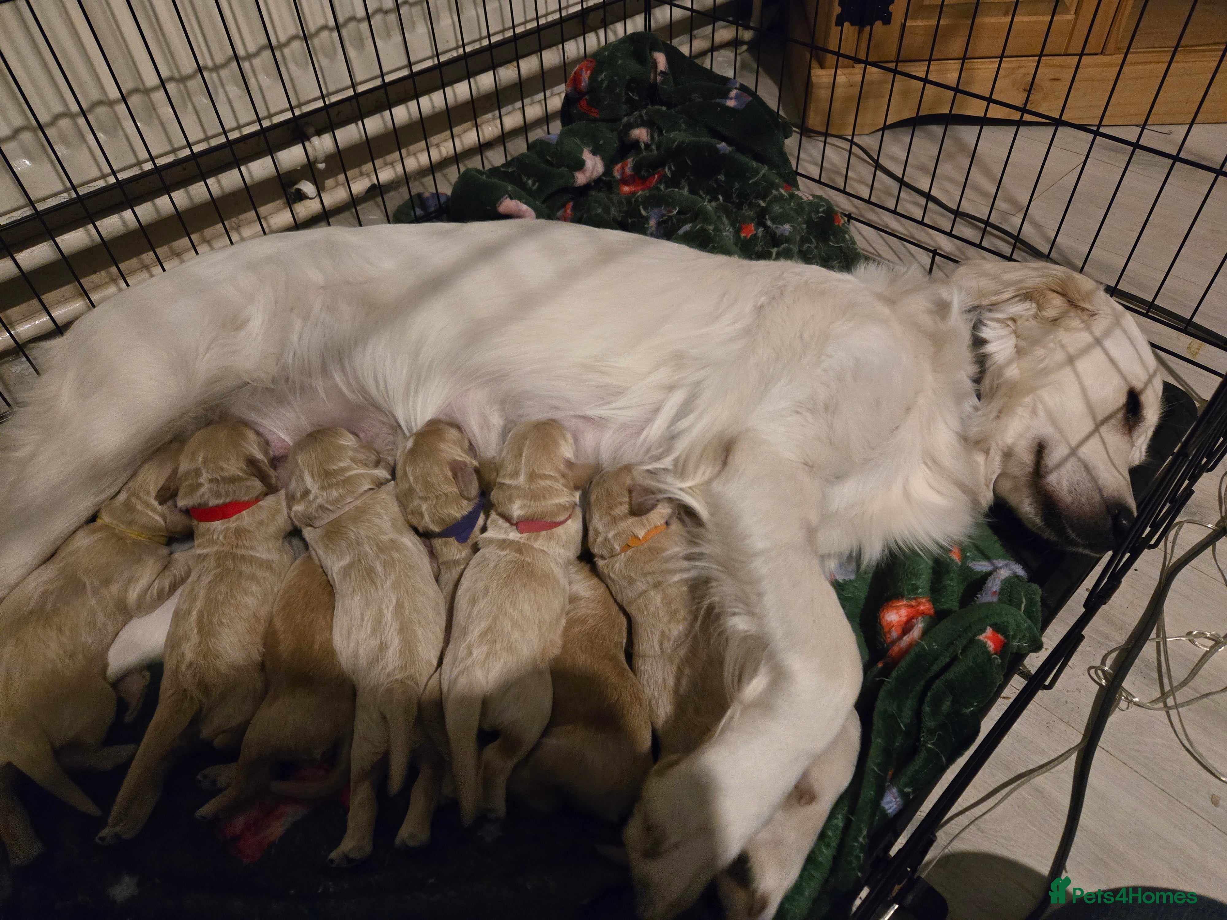 Mini Goldendoodle dogs Golden doodles 8 babies  - Advert 1