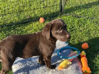 Labrador Retriever dogs KC CHOCOLATE LARBRADOR PUPPIES - Advert 15