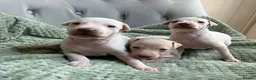 Italian Greyhound dogs for sale: 🐾Stunning cream kc registered iggys🐾 - Advert 11