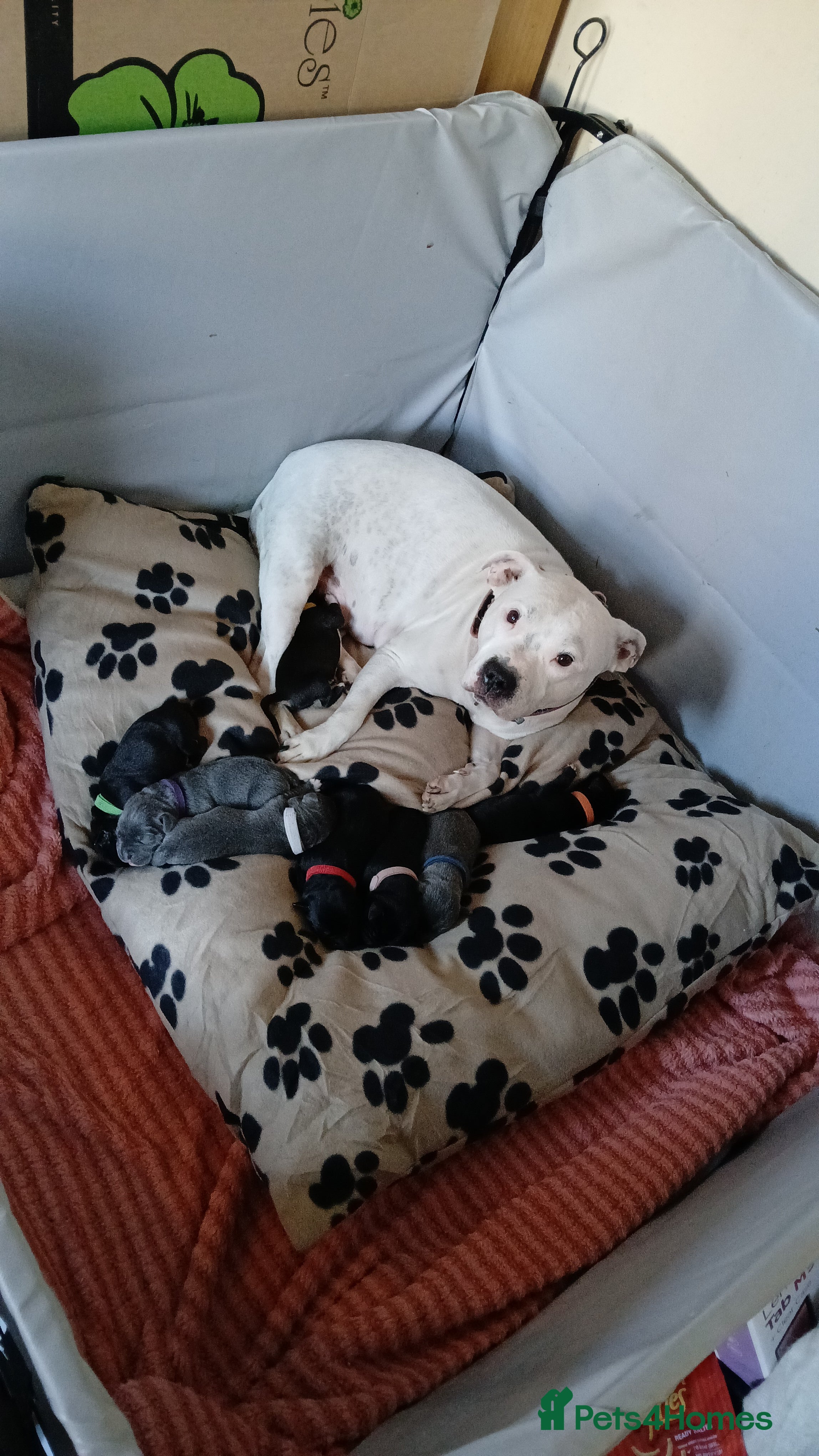 Mixed Breed dogs Staffador puppies  - Advert 4