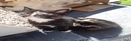 Mixed Breed cats for sale: 5 kittens available from a litter of 6 - Advert 14