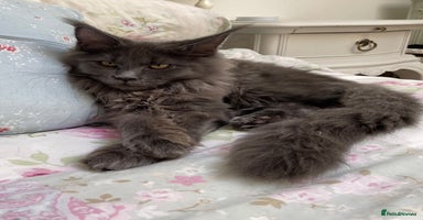 Maine Coon cats - Advert 8