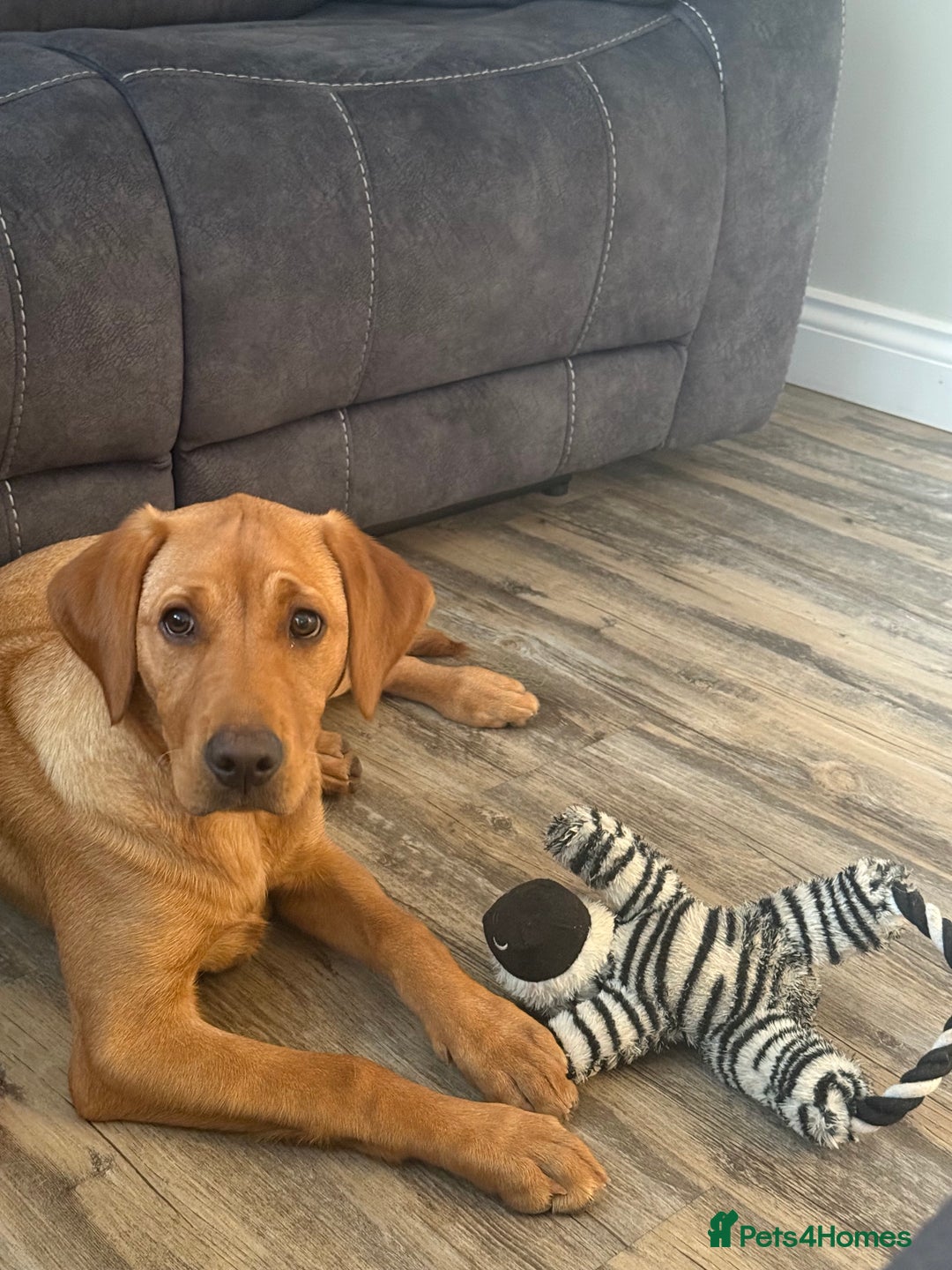 Labrador Retriever dogs for sale: Labrador Girl Puppy  - Image 4