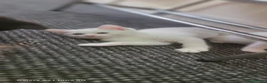 Turkish Angora 2