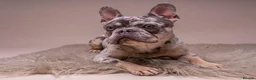French Bulldog dogs for sale: MILO  in Doncaster - Advert 3