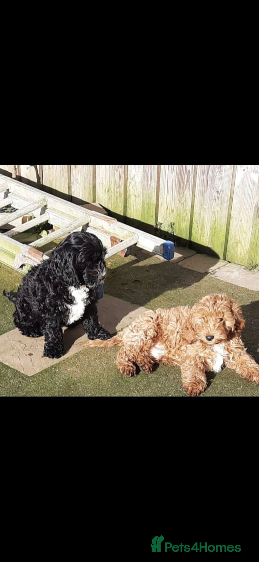 Cockapoo dogs Adorable F1 Cockapoo puppies for sale - Advert 12