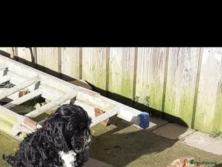 Cockapoo dogs Adorable F1 Cockapoo puppies for sale - Advert 12