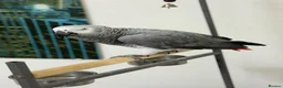 Parrots birds for sale: African Grey Forsale  in Smethwick - Advert 6