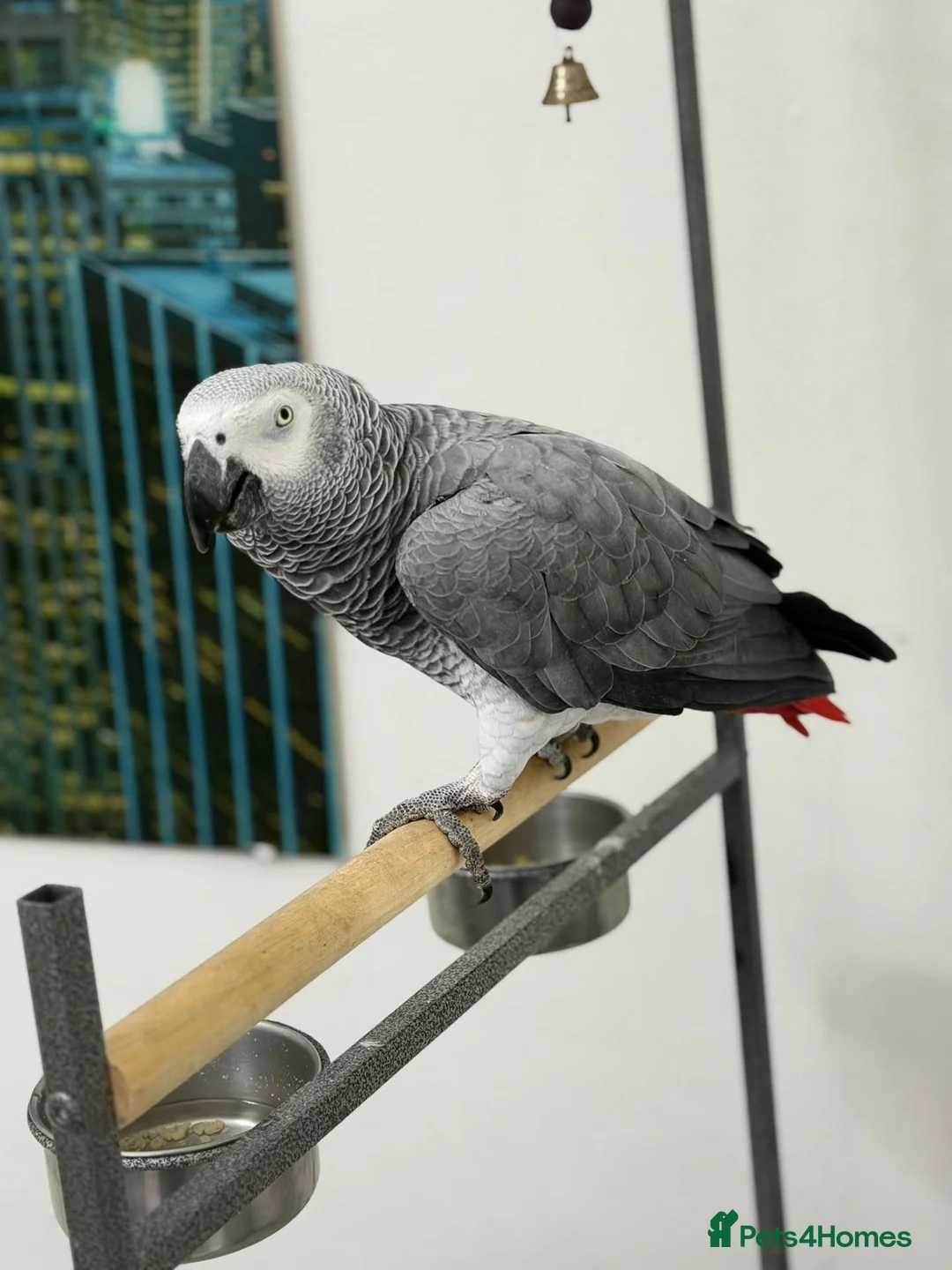 Parrots birds for sale: African Grey Forsale  in Smethwick - Advert 6