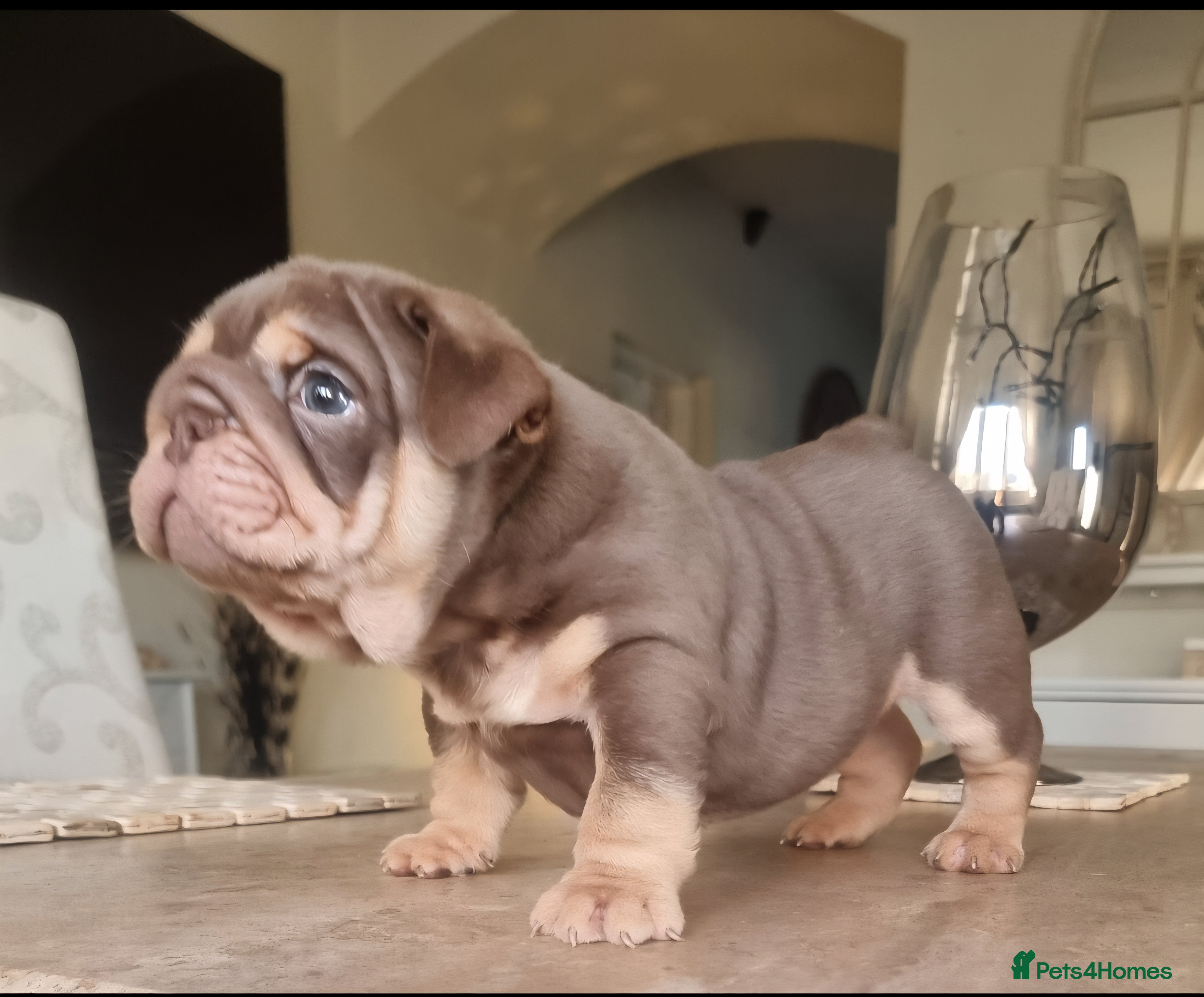 English Bulldog dogs Beautiful bulldog puppies - Advert 1