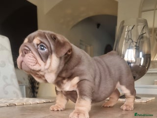 English Bulldog dogs Beautiful bulldog puppies - Advert 1