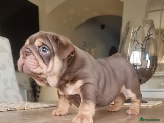 English Bulldog dogs Beautiful bulldog puppies - Advert 5