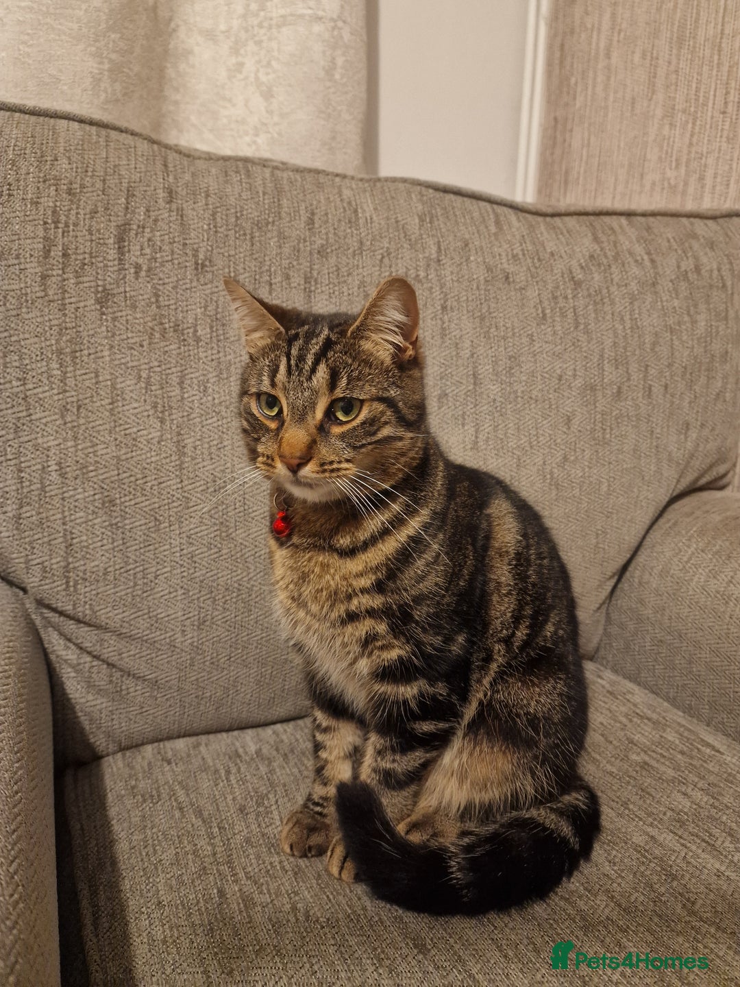 Mixed Breed cats for sale: Cat for rehoming - Advert 2