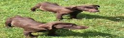 Labrador Retriever dogs for sale:  Fully vaccinated chocolate male lab pup ready now - Advert 3