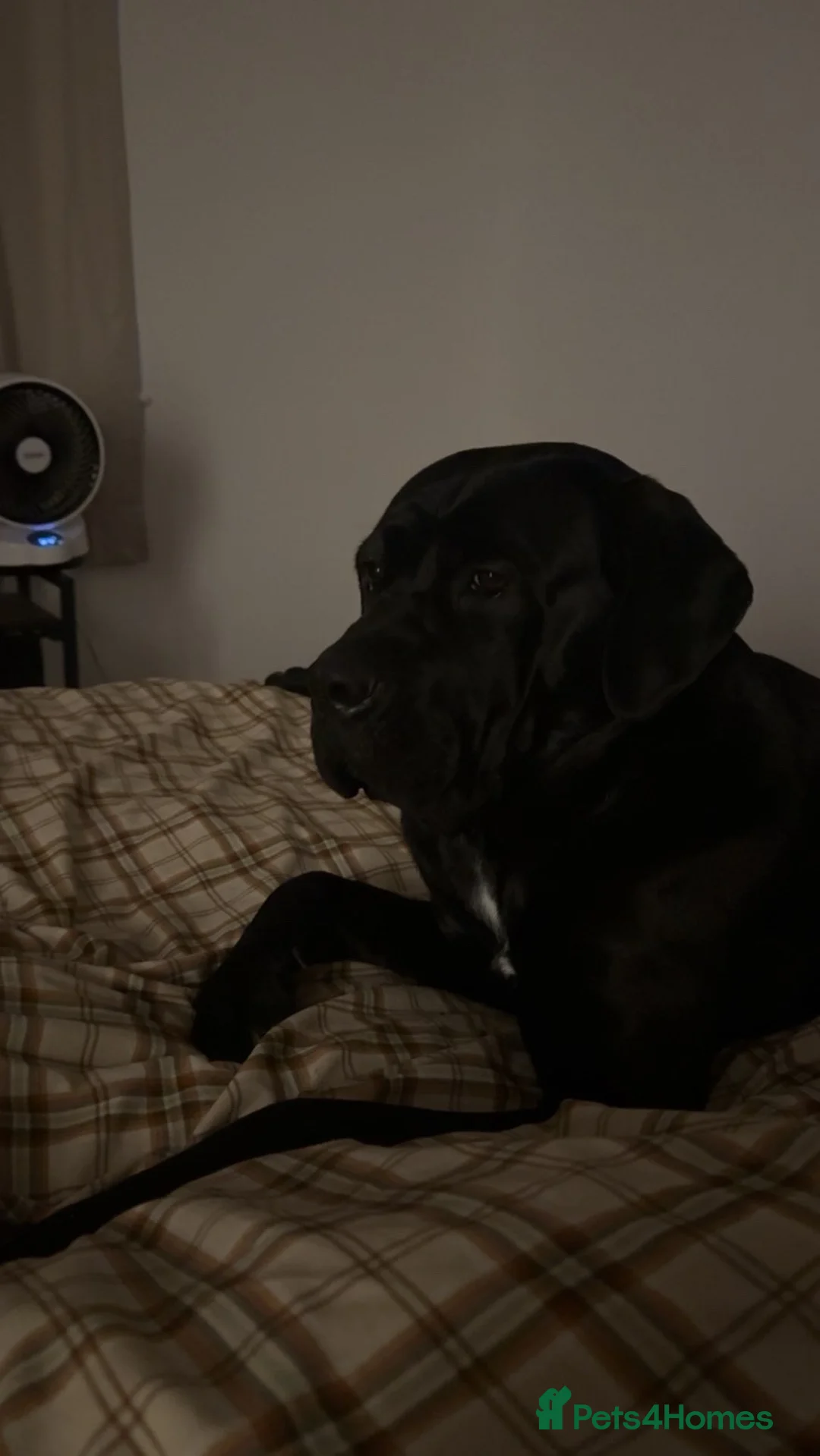 Cane Corso dogs for sale: Luna - Cane Corso - Rehoming in Grimsby - Advert 7